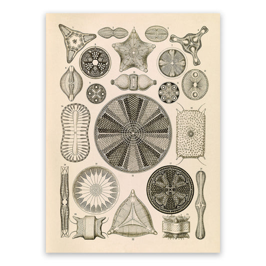 Ernst Haeckel Algae Diatom Print – Vintage Biology Illustration Poster NH2
