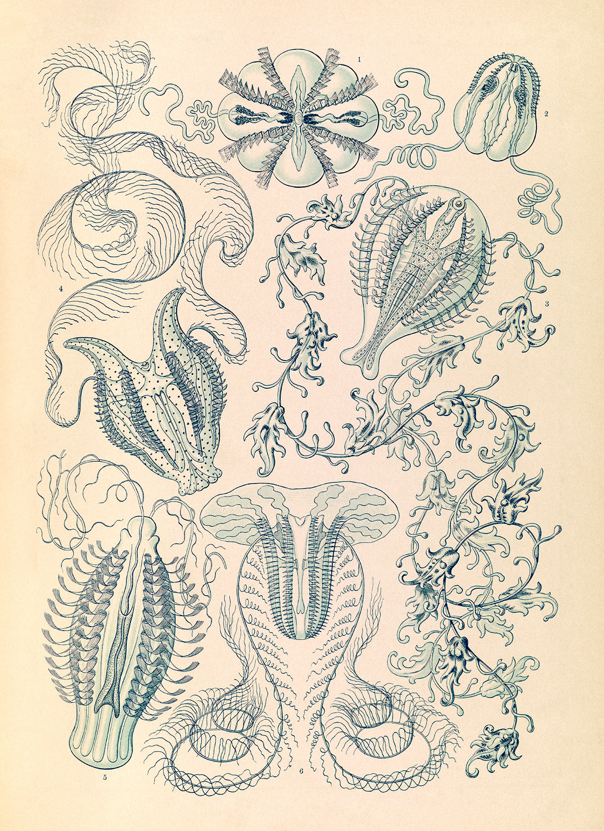 Ernst Haeckel Jellyfish Print – Vintage Ocean Life Illustration Poster NH3