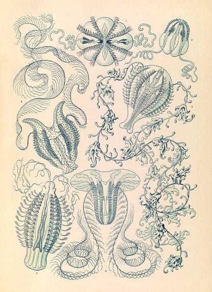 Ernst Haeckel Jellyfish Print – Vintage Ocean Life Illustration Poster NH3