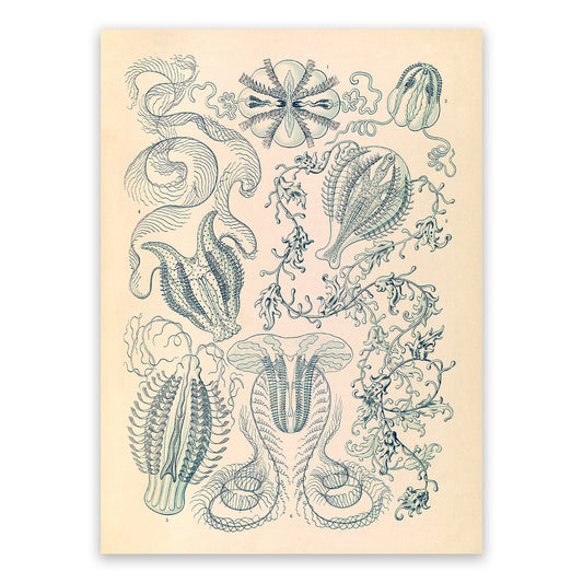 Ernst Haeckel Jellyfish Print – Vintage Ocean Life Illustration Poster NH3