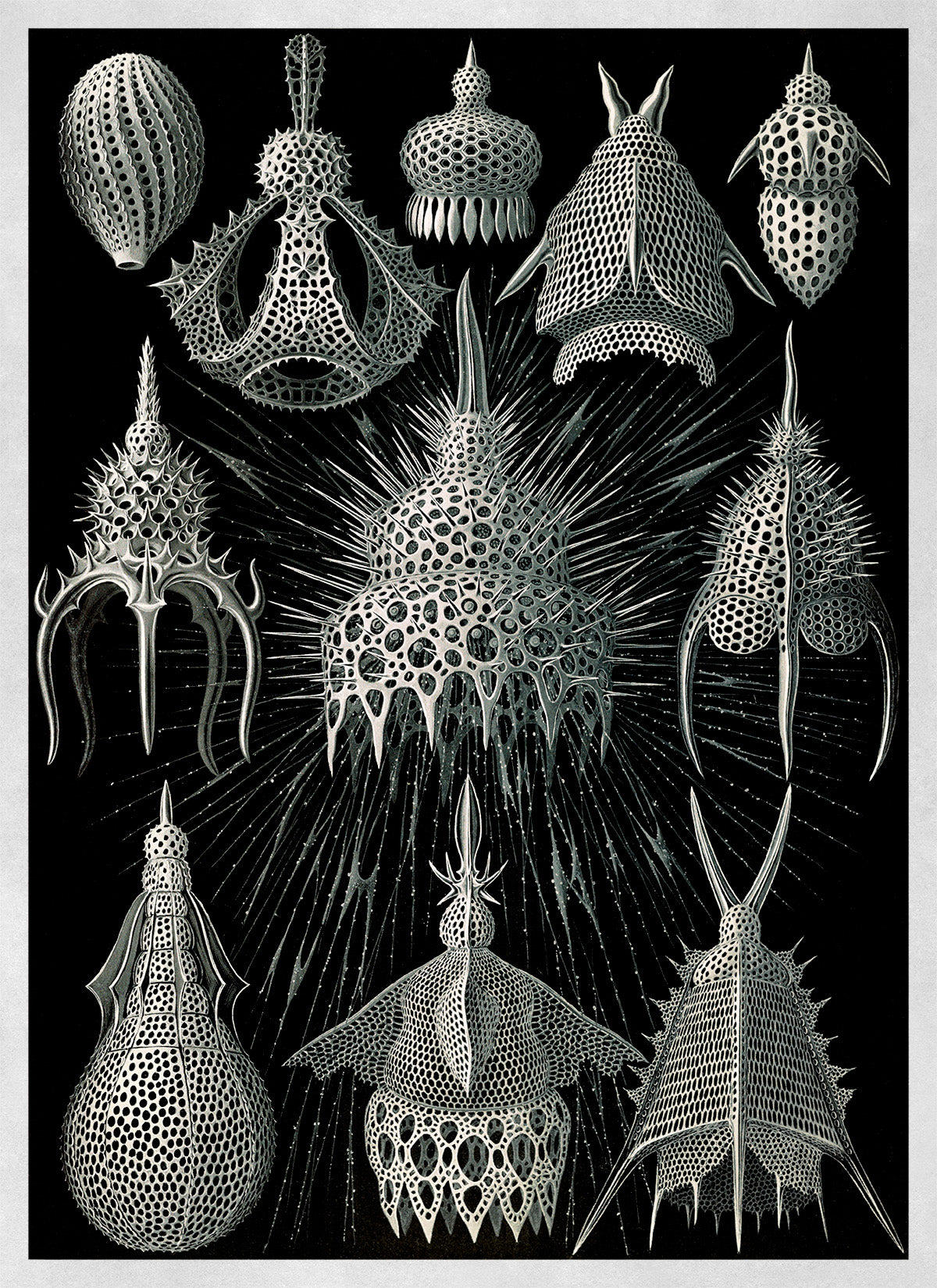 Ernst Haeckel Black & White Microorganisms Print: Vintage Biology Sea Life Art NH4