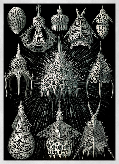 Ernst Haeckel Black & White Microorganisms Print: Vintage Biology Sea Life Art NH4