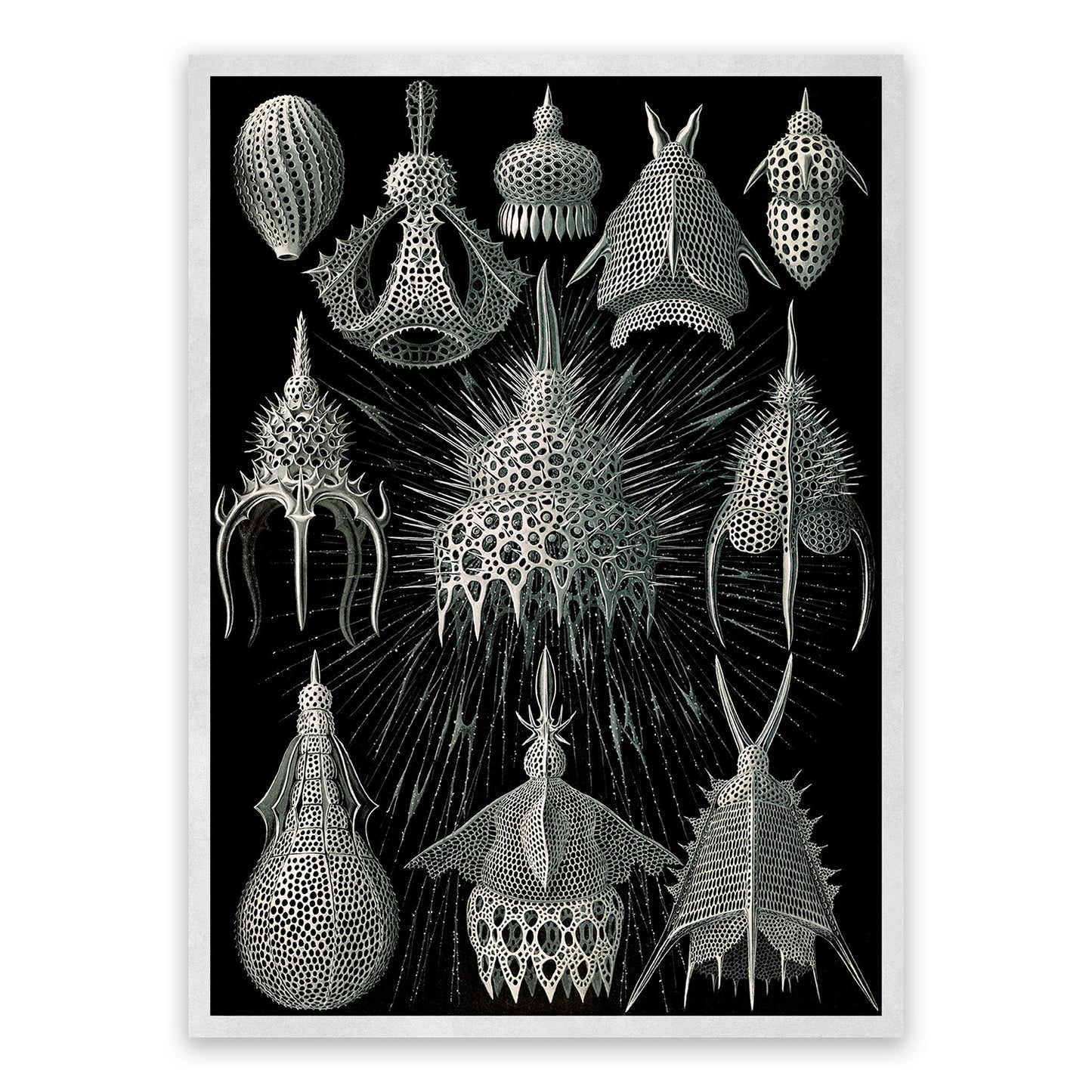 Ernst Haeckel Black & White Microorganisms Print: Vintage Biology Sea Life Art NH4
