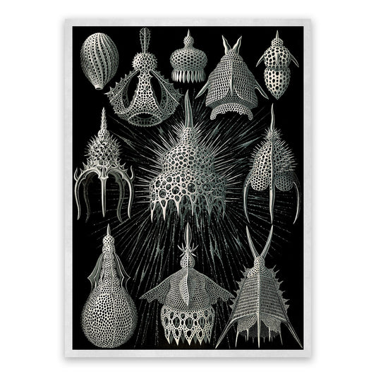 Ernst Haeckel Black & White Microorganisms Print: Vintage Biology Sea Life Art NH4