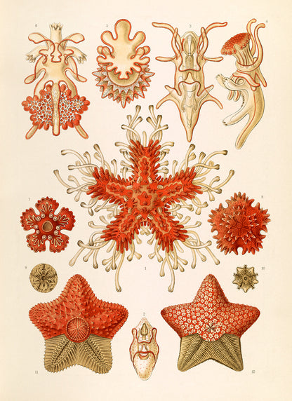 Ernst Haeckel Starfish Print: Vintage Biology Sea Life Art NH5
