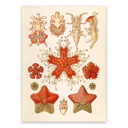 Ernst Haeckel Starfish Print: Vintage Biology Sea Life Art NH5