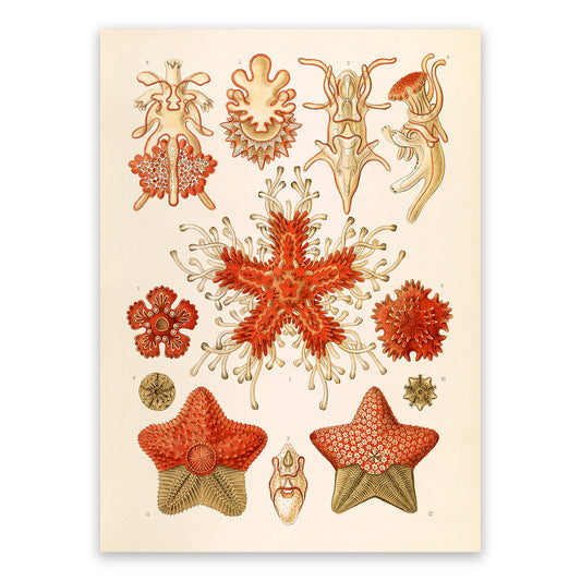 Ernst Haeckel Starfish Print: Vintage Biology Sea Life Art NH5