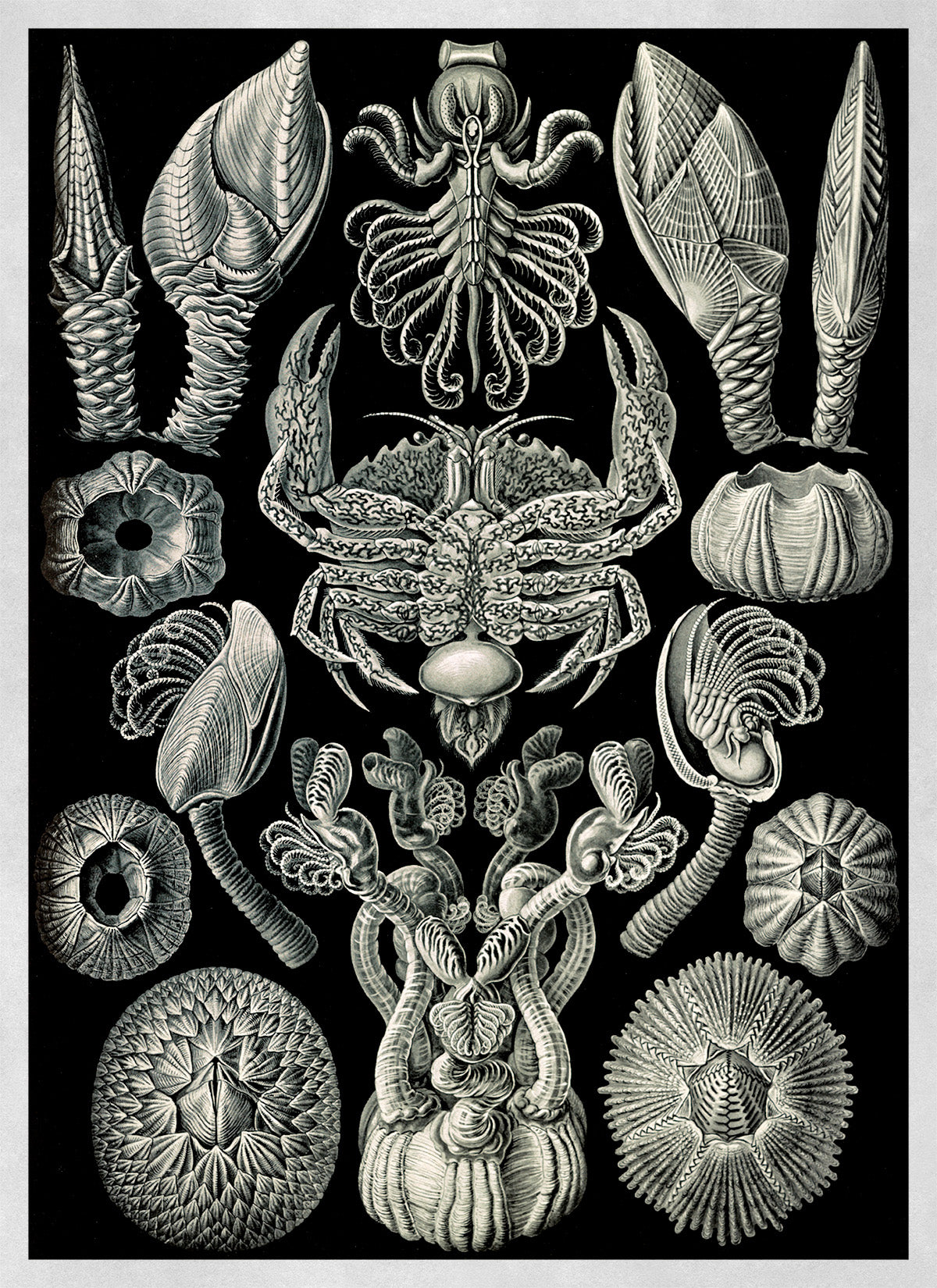 Ernst Haeckel Barnacles Print: Black & White Sea Life Art NH7