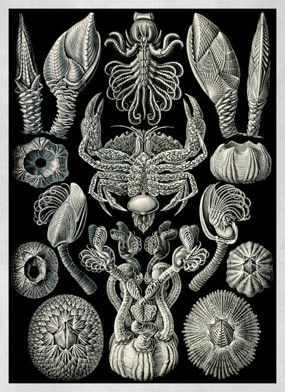 Ernst Haeckel Barnacles Print: Black & White Sea Life Art NH7