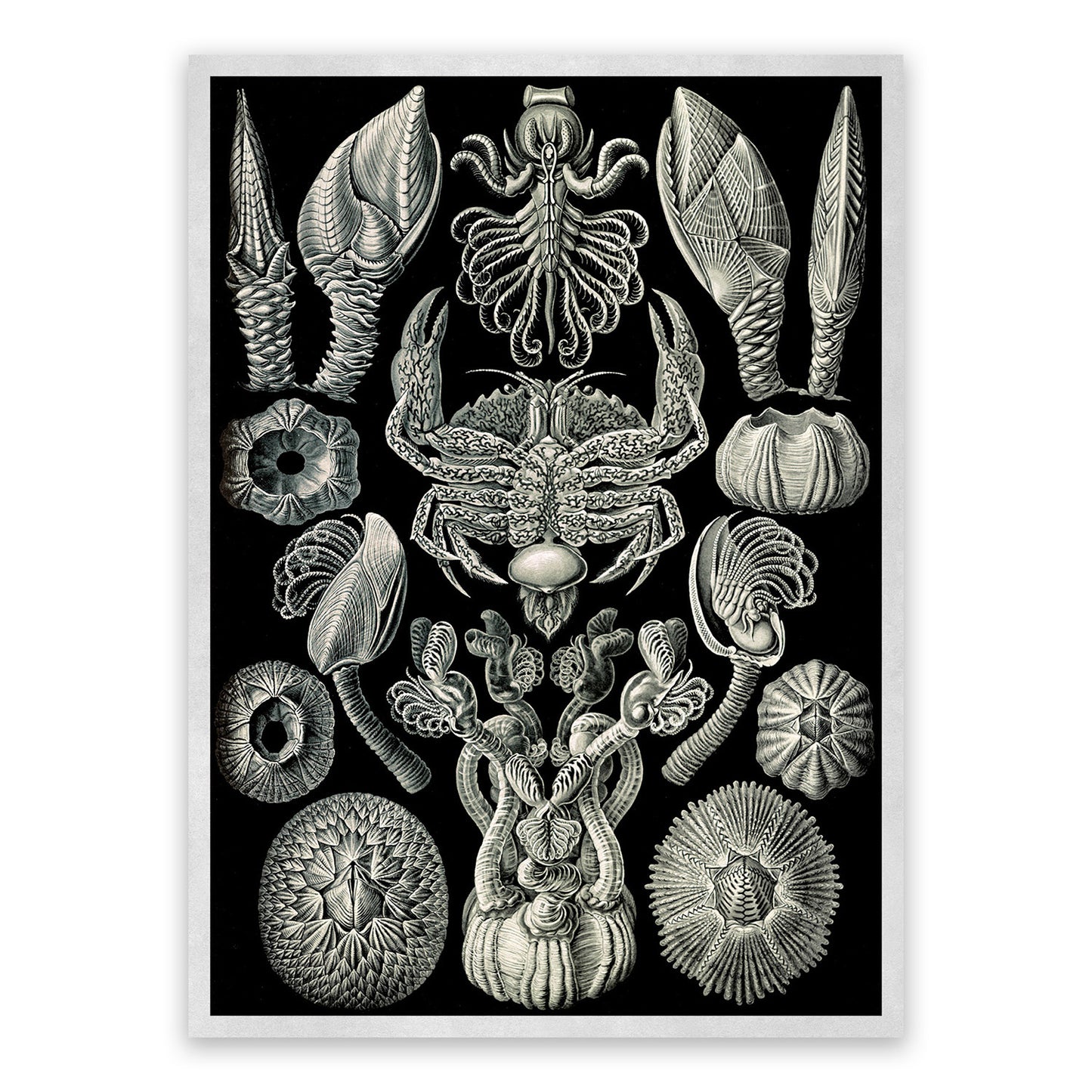 Ernst Haeckel Barnacles Print: Black & White Sea Life Art NH7