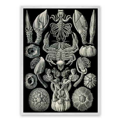 Ernst Haeckel Barnacles Print: Black & White Sea Life Art NH7