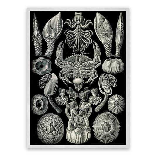Ernst Haeckel Barnacles Print: Black & White Sea Life Art NH7
