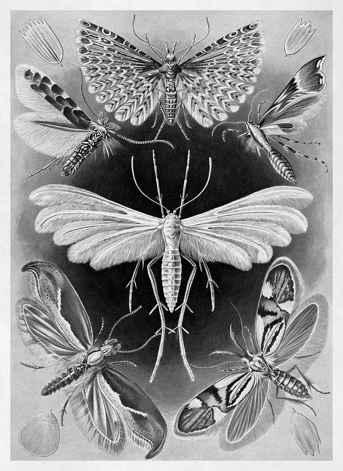 Ernst Haeckel Moth Species Print: Black & White Insect Art NH8