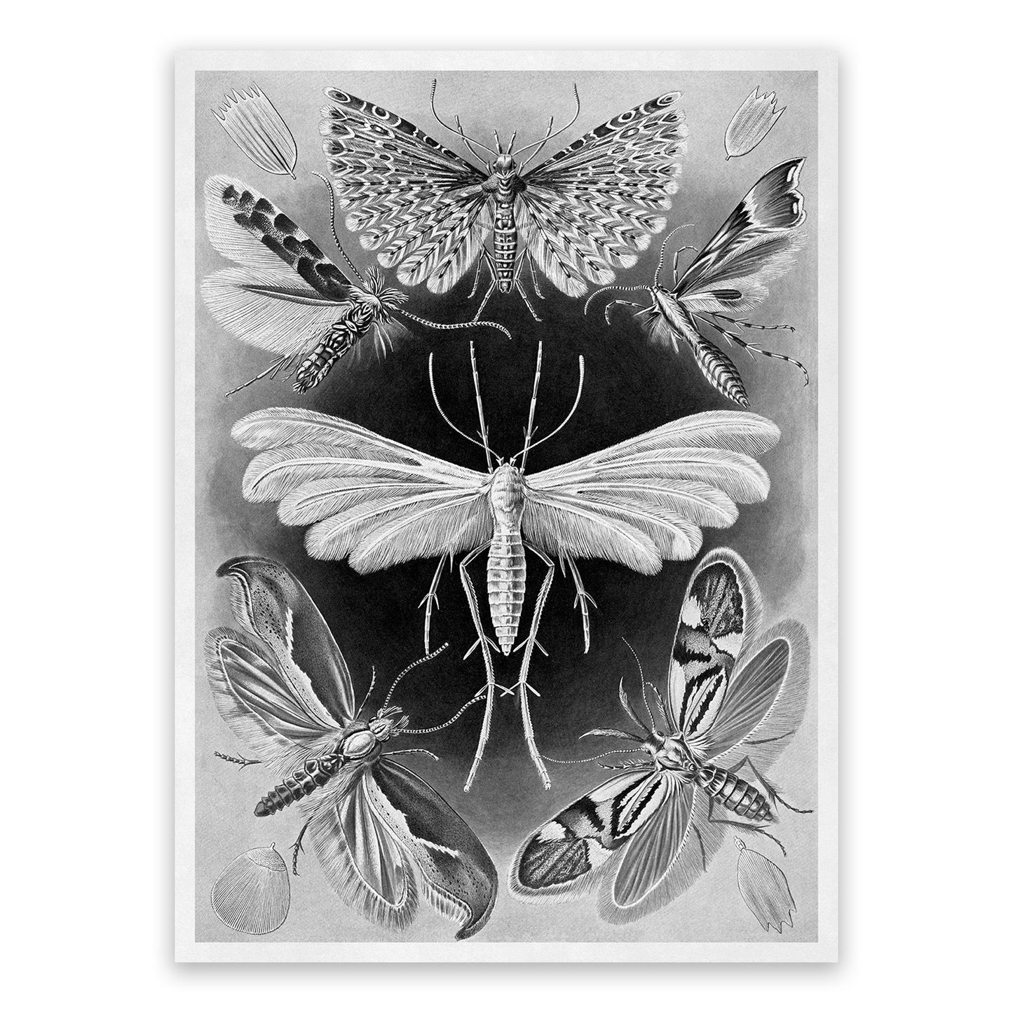 Ernst Haeckel Moth Species Print: Black & White Insect Art NH8