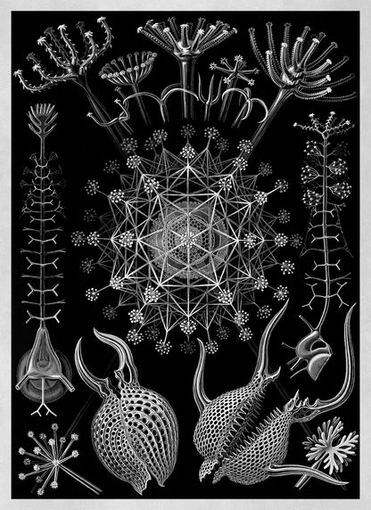 Ernst Haeckel Phaeodarea Print: Black & White Microbiology Sea Life Art NH9