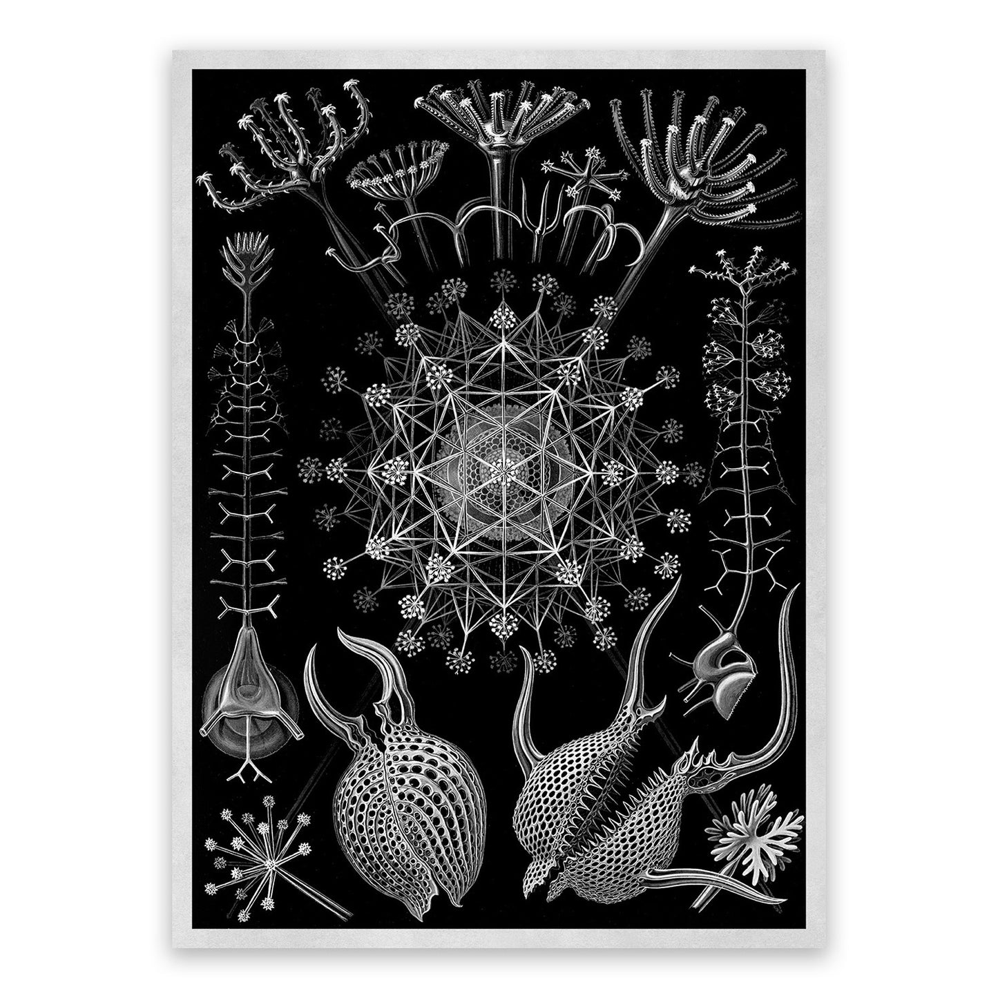 Ernst Haeckel Phaeodarea Print: Black & White Microbiology Sea Life Art NH9
