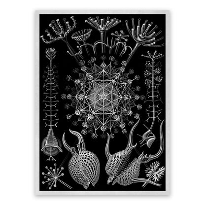 Ernst Haeckel Phaeodarea Print: Black & White Microbiology Sea Life Art NH9