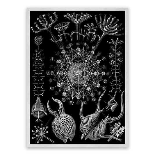 Ernst Haeckel Phaeodarea Print: Black & White Microbiology Sea Life Art NH9