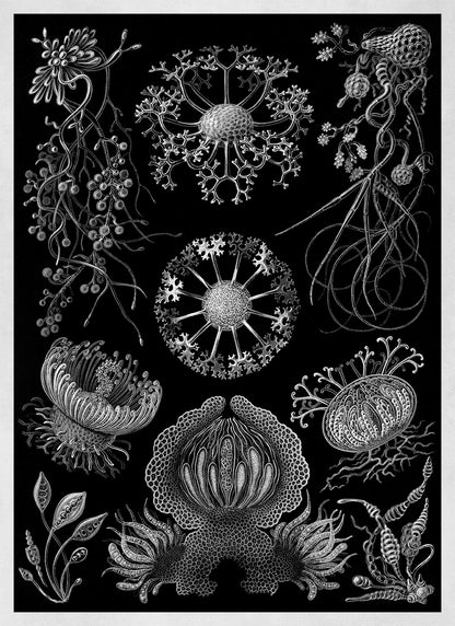 Ernst Haeckel Sac Fungi Print: Black & White Biology NH10