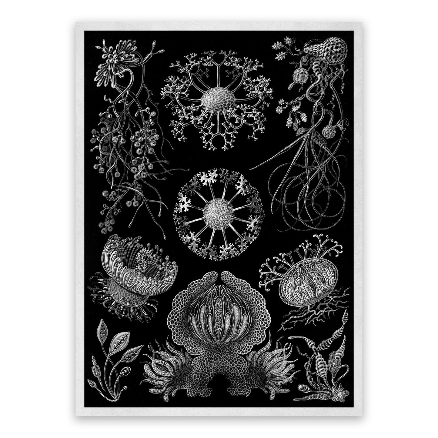 Ernst Haeckel Sac Fungi Print: Black & White Biology NH10