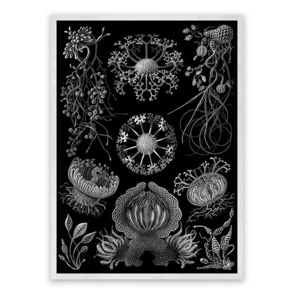 Ernst Haeckel Sac Fungi Print: Black & White Biology NH10