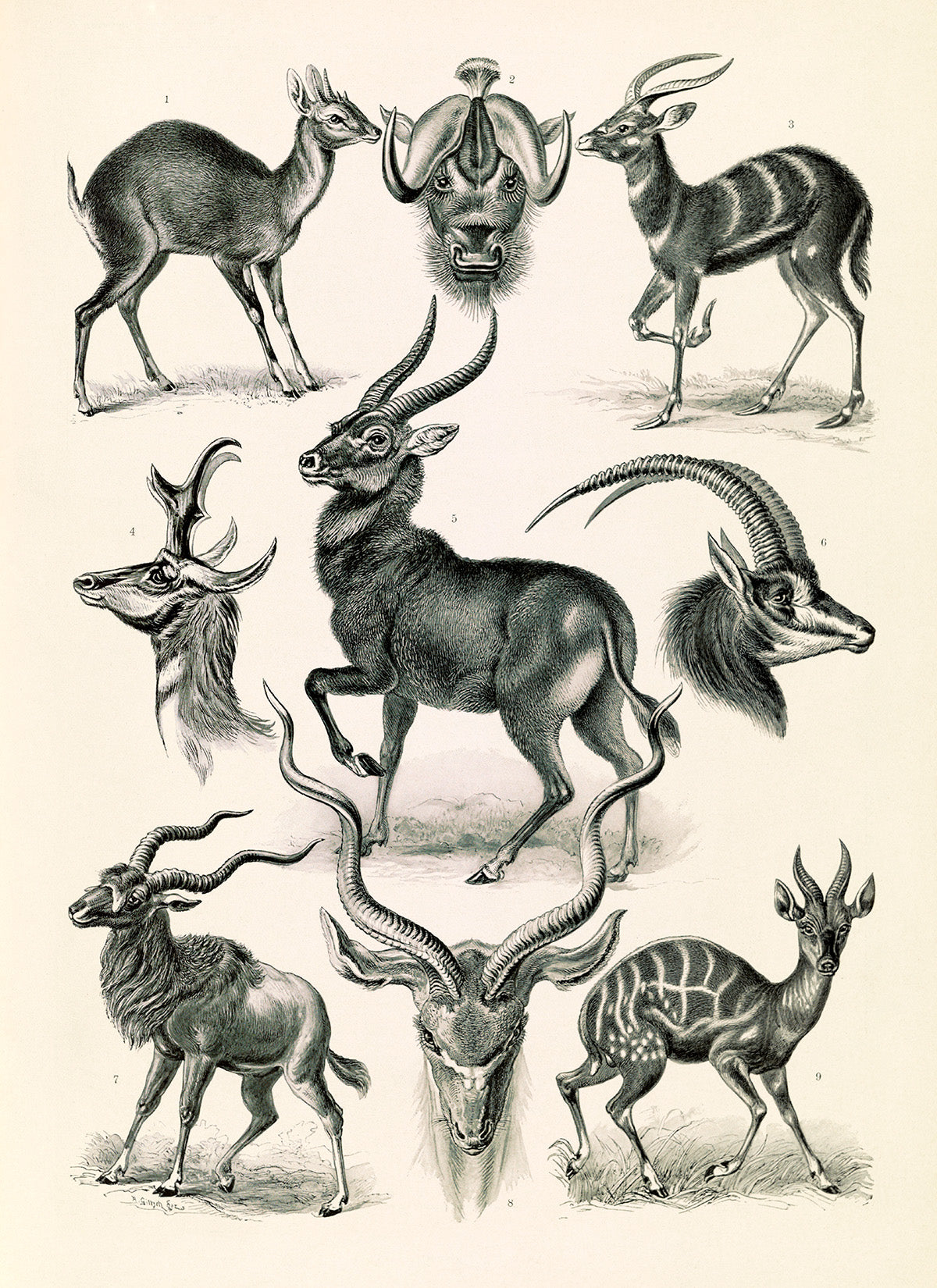 Ernst Haeckel Antelope Print: Vintage Style Animal Art NH14