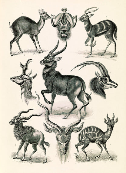 Ernst Haeckel Antelope Print: Vintage Style Animal Art NH14