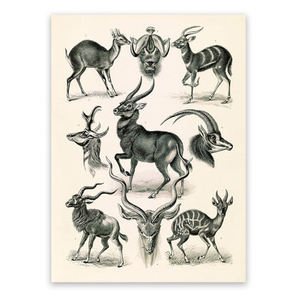 Ernst Haeckel Antelope Print: Vintage Style Animal Art NH14