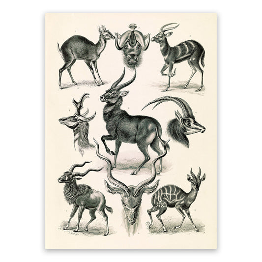 Ernst Haeckel Antelope Print: Vintage Style Animal Art NH14