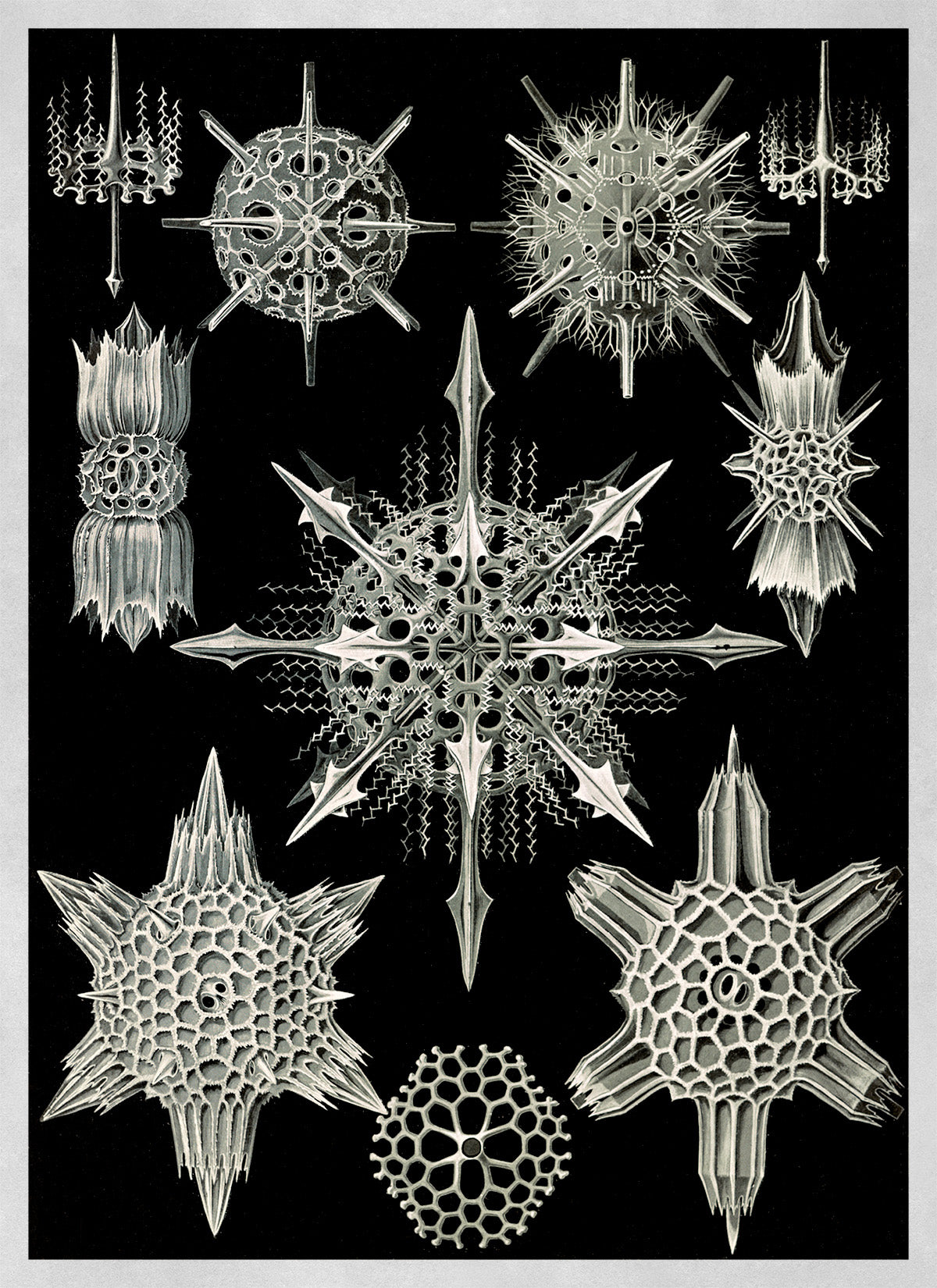 Ernst Haeckel Radiolaria Print: Black & White Microbiology Sea Life Art NH6