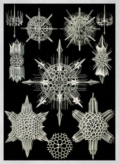 Ernst Haeckel Radiolaria Print: Black & White Microbiology Sea Life Art NH6