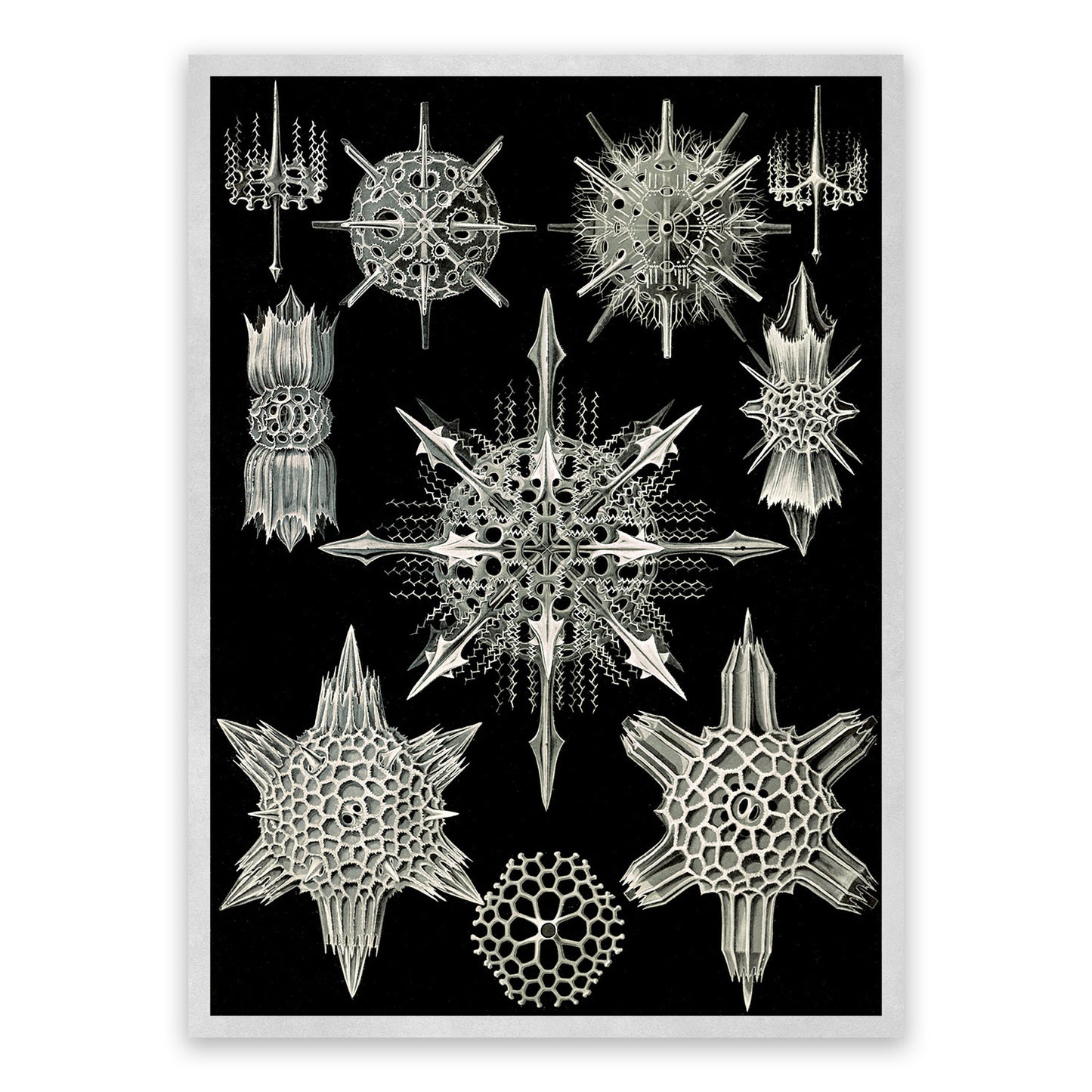Ernst Haeckel Radiolaria Print: Black & White Microbiology Sea Life Art NH6