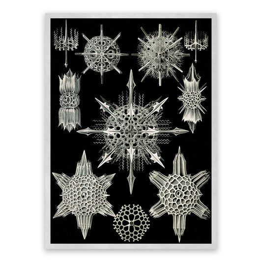 Ernst Haeckel Radiolaria Print: Black & White Microbiology Sea Life Art NH6