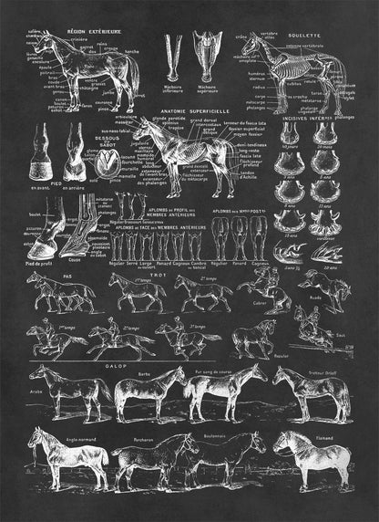 Equestrian Horse Anatomy Education Illustration Print, FD35