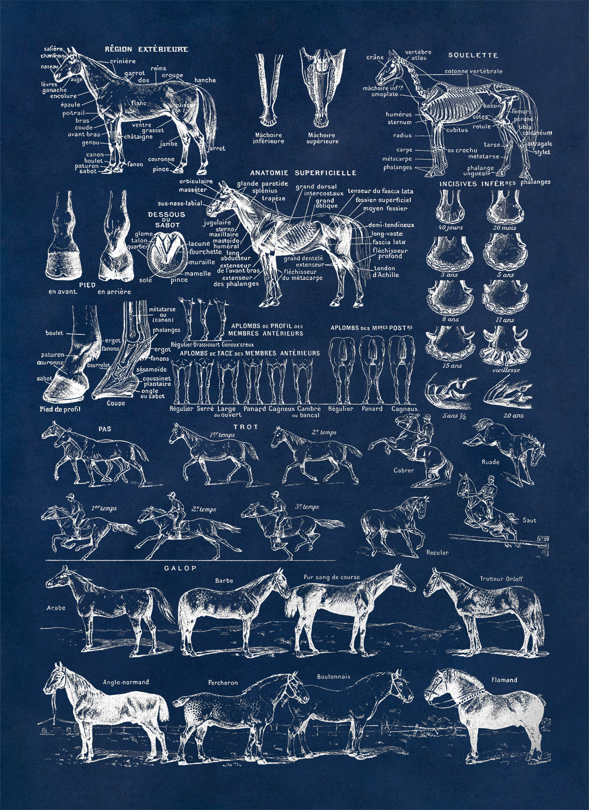 Equestrian Horse Anatomy Education Illustration Print, FD35