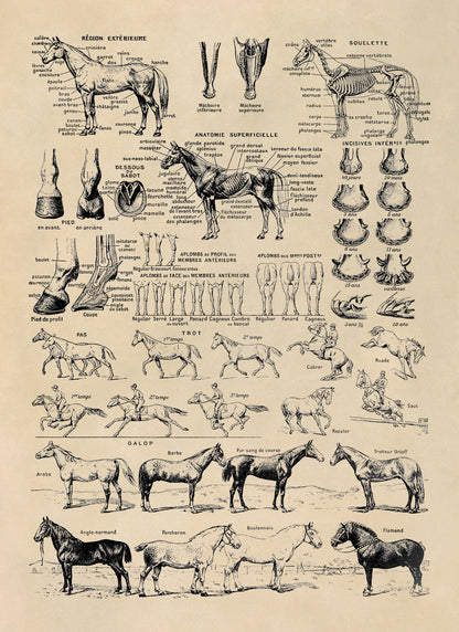 Equestrian Horse Anatomy Education Illustration Print, FD35