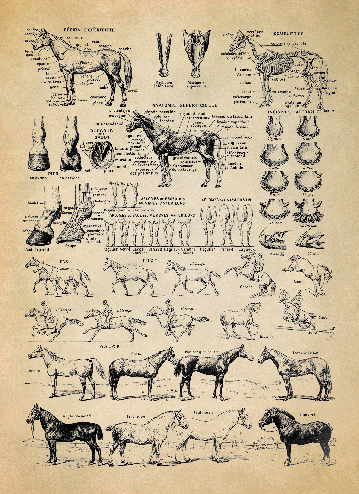 Equestrian Horse Anatomy Education Illustration Print, FD35