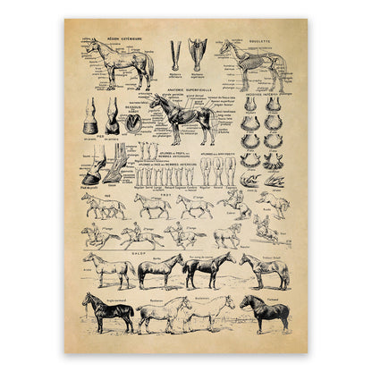 Equestrian Horse Anatomy Education Illustration Print, FD35