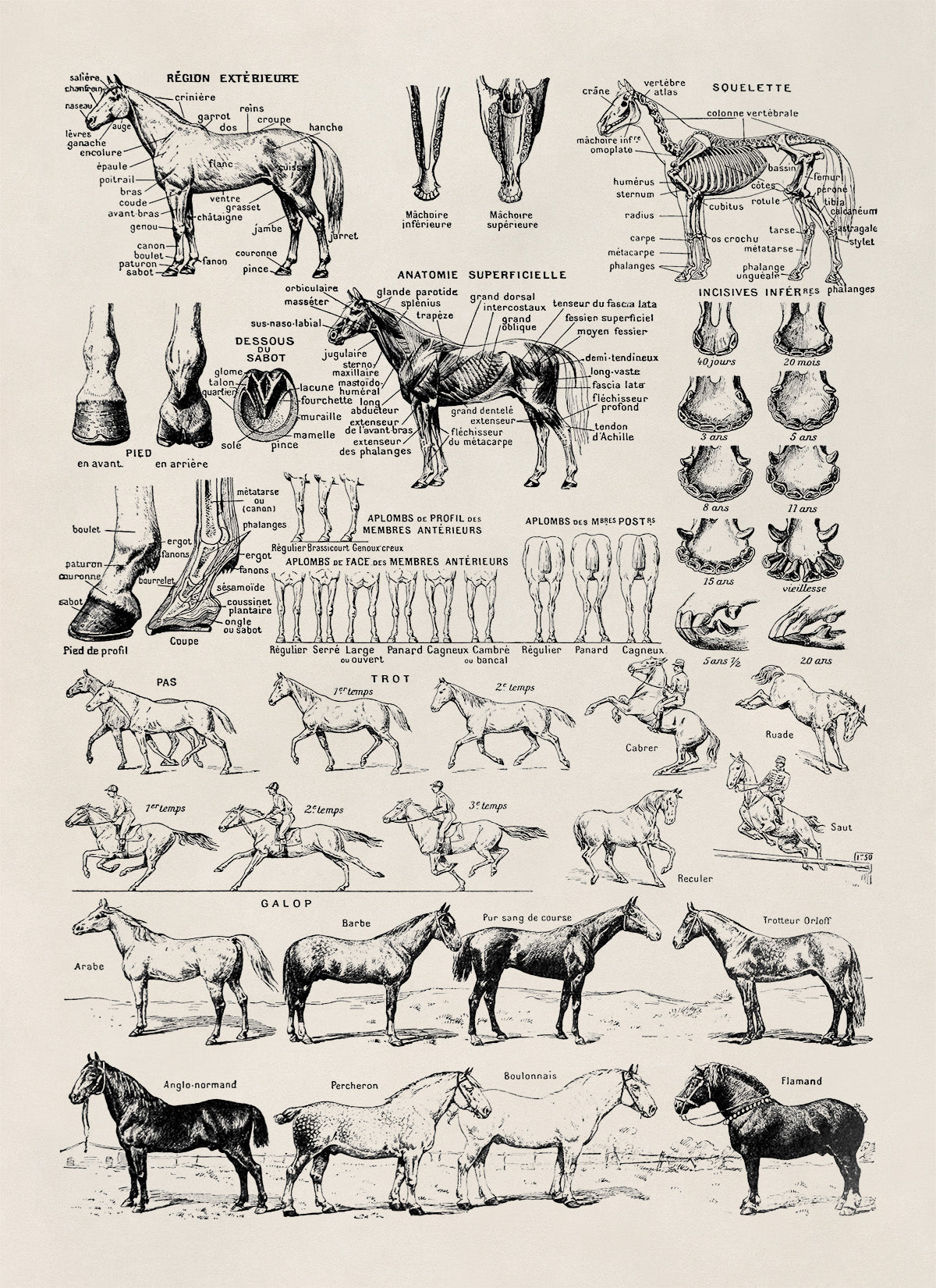 Equestrian Horse Anatomy Education Illustration Print, FD35