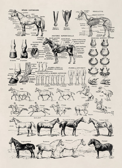 Equestrian Horse Anatomy Education Illustration Print, FD35