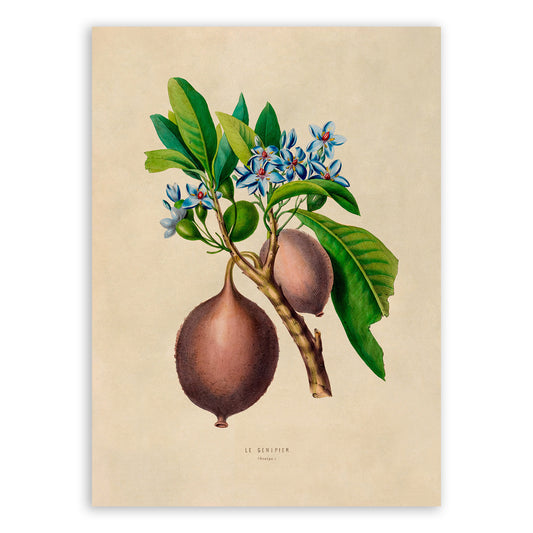 Genipa Tree with Genipap Fruit Botanical Illustration Print, FDA01