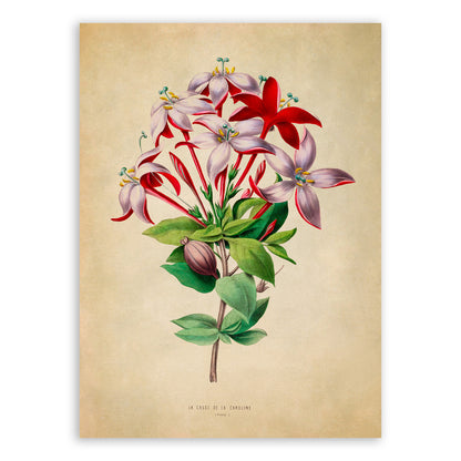 Flame of The Woods Flower Botanical Illustration Print, FDA02