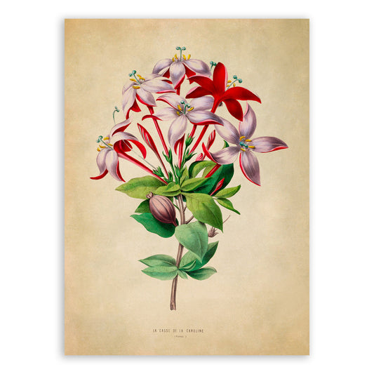 Flame of The Woods Flower Botanical Illustration Print, FDA02