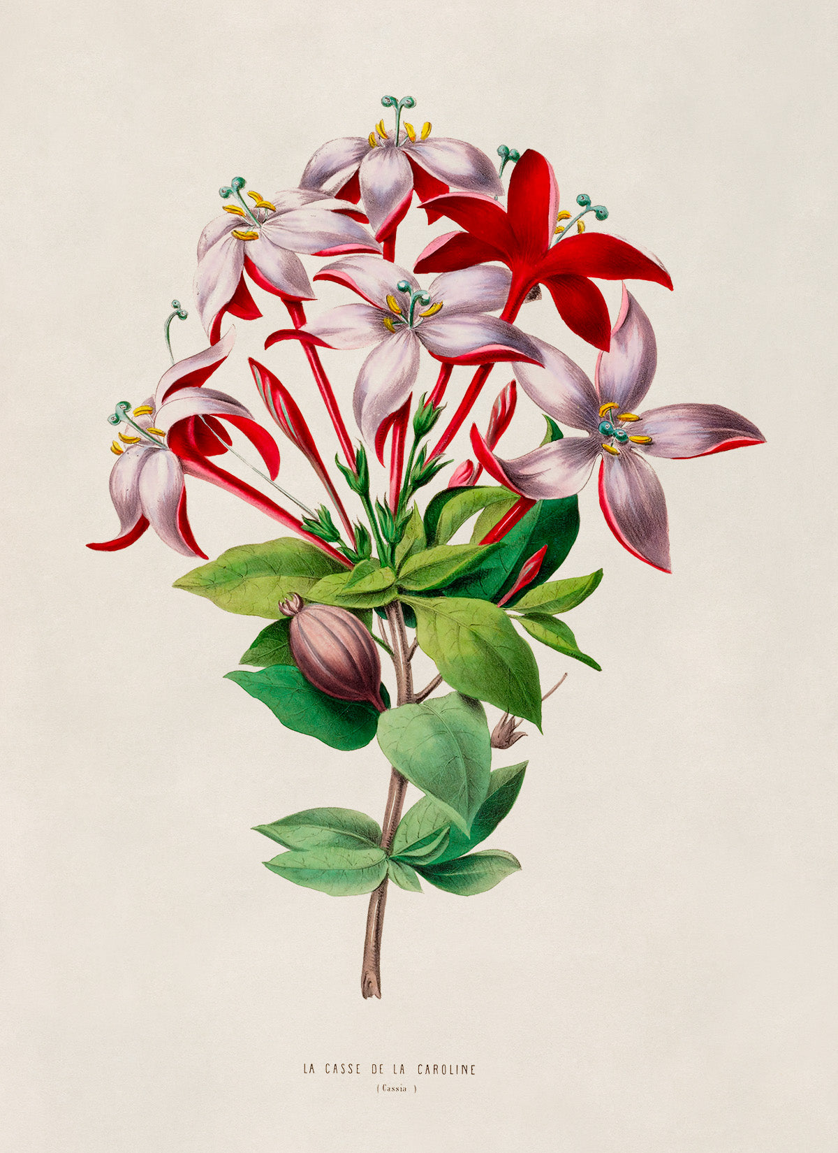 Flame of The Woods Flower Botanical Illustration Print, FDA02