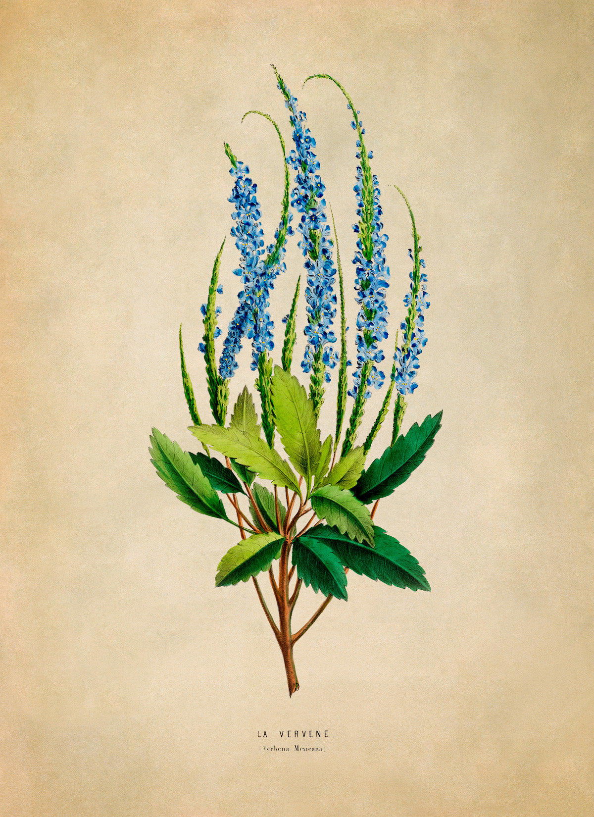 Blue Vernain Flower Botanical Illustration Print, FDA03