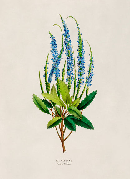 Blue Vernain Flower Botanical Illustration Print, FDA03