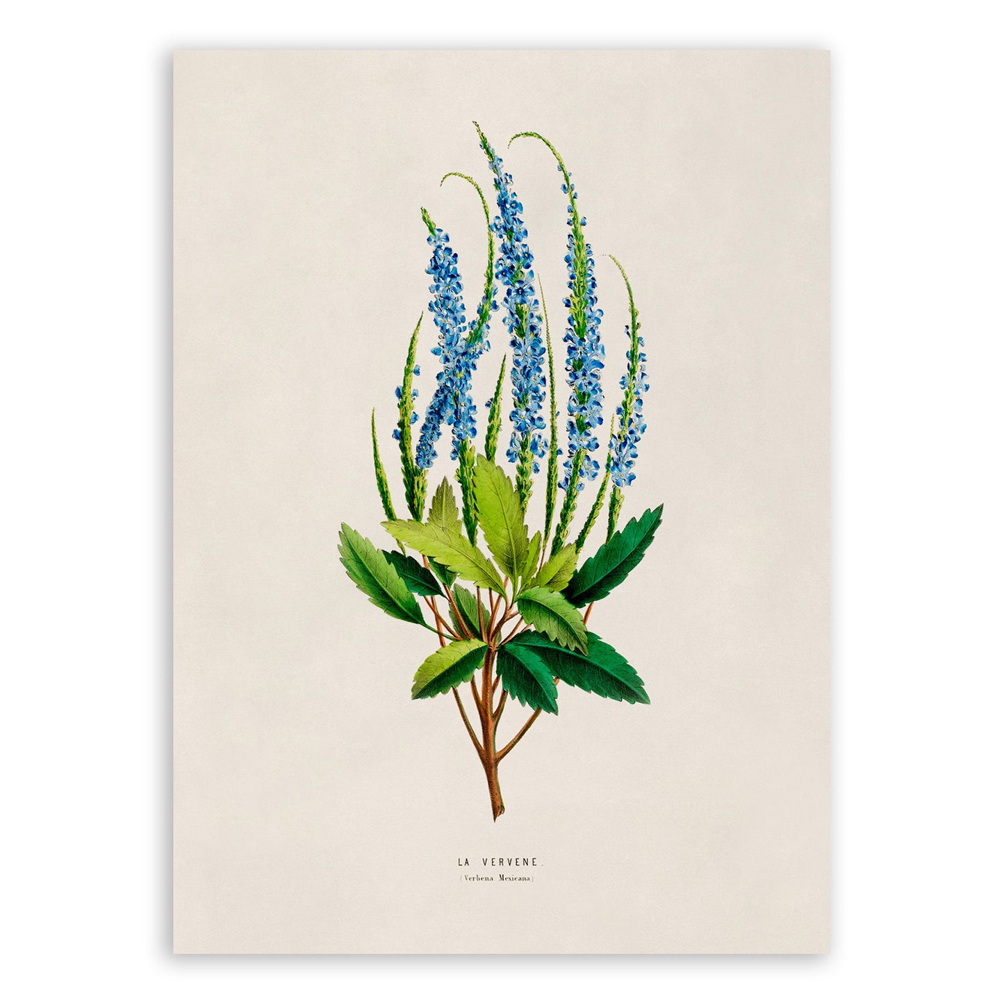 Blue Vernain Flower Botanical Illustration Print, FDA03