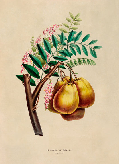 Yellow Mombin Fruit Botanical Illustration Print, FDA04