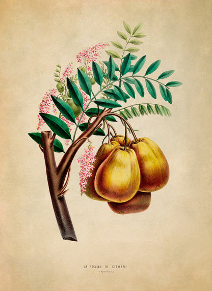 Yellow Mombin Fruit Botanical Illustration Print, FDA04