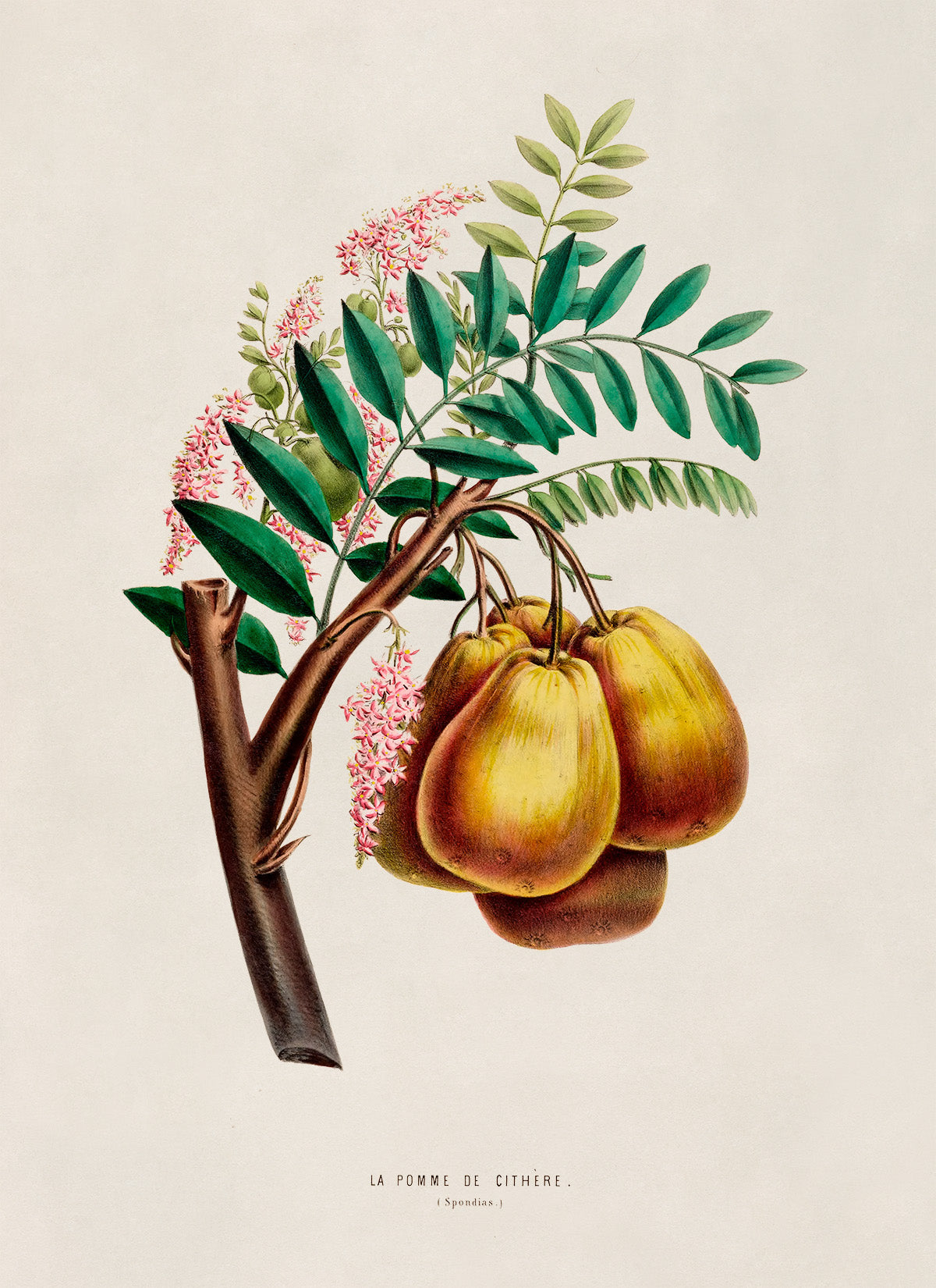 Yellow Mombin Fruit Botanical Illustration Print, FDA04